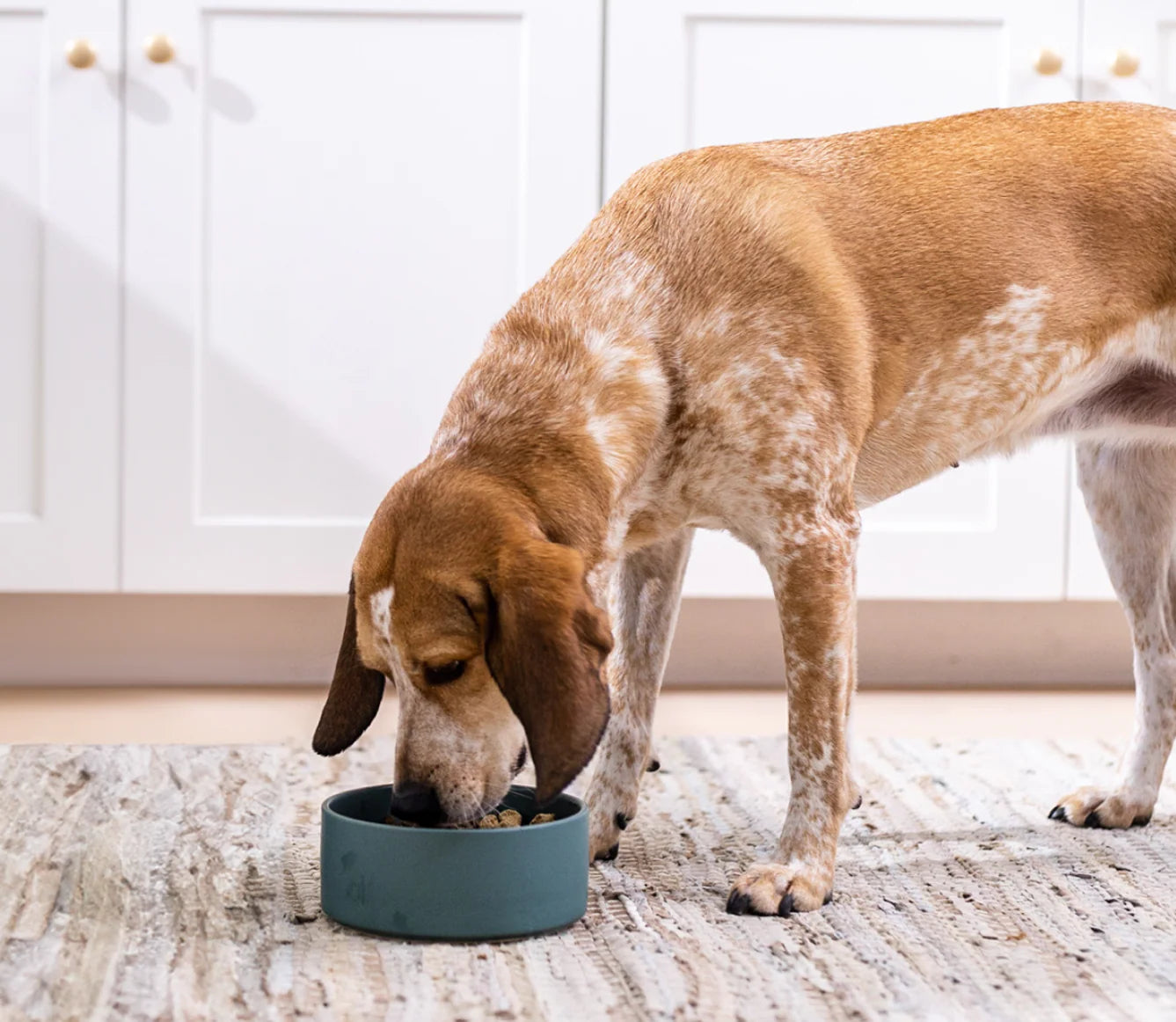 Rawmix™ Freeze-Dried Raw Dog Food – Tide & Terrain