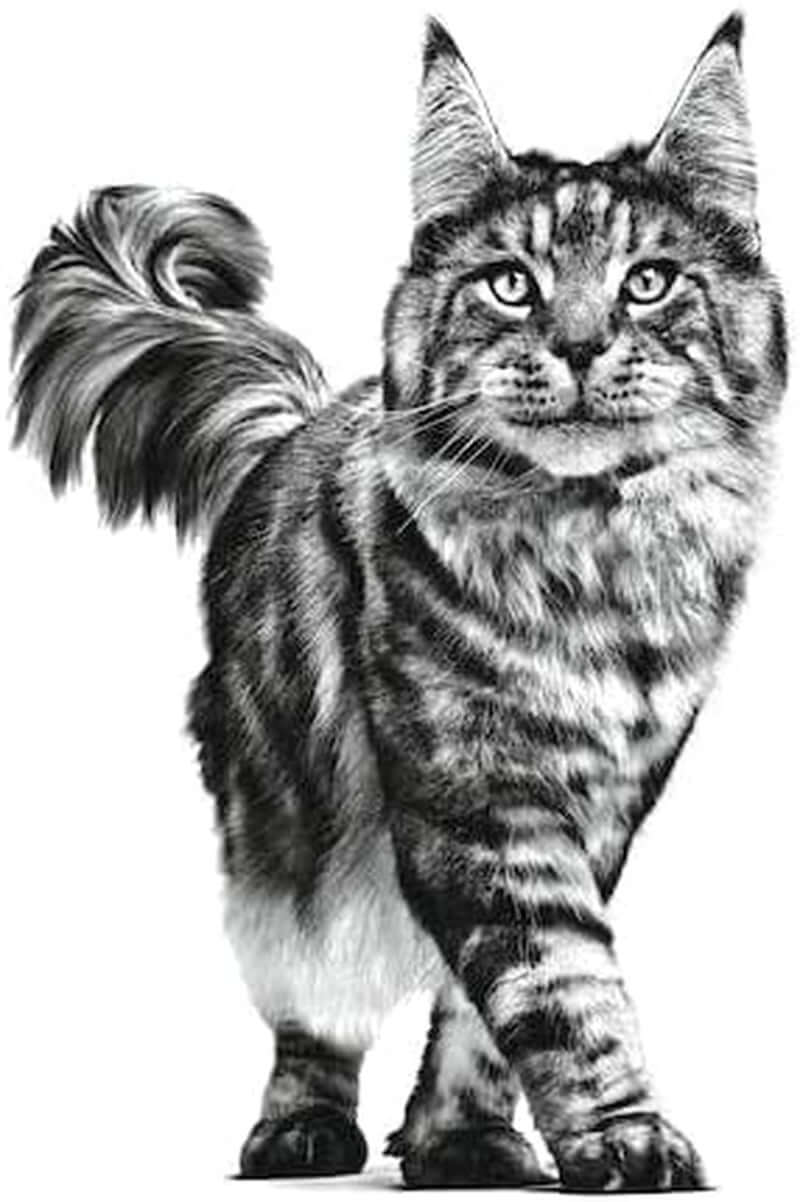 Digestive Care Dry Cat Food for Adult Cats – 2 kg | High Digestibility & Great Taste